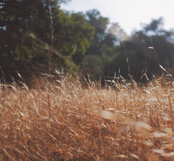 阿罕布拉的表现稳健大方，实至名归